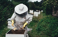 慢直播中的蜜蜂故事：生态农业的新视角